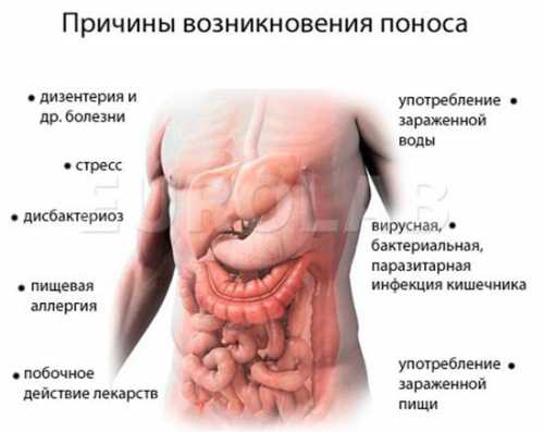 понос диарея у собак: причины и лечение